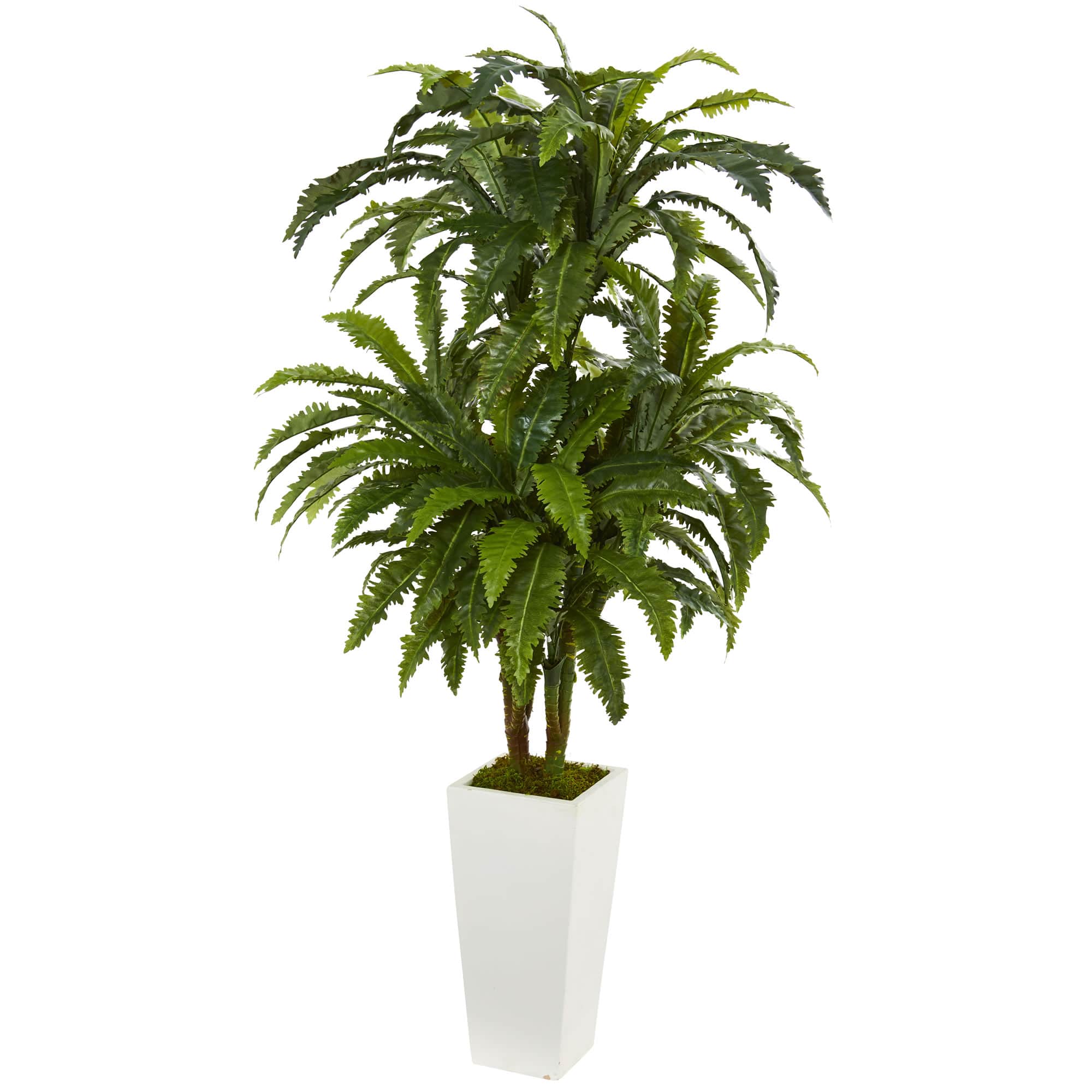 4ft. Marginatum in White Tower Vase